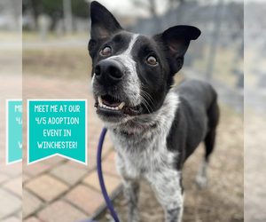 Collie-Unknown Mix Dogs for adoption in Boston, MA, USA