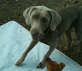Weimaraner Dogs for adoption in Scottsboro, AL, USA