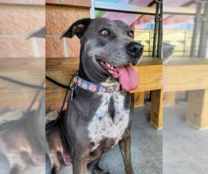 Labrador Retriever-Unknown Mix Dogs for adoption in San Antonio, TX, USA