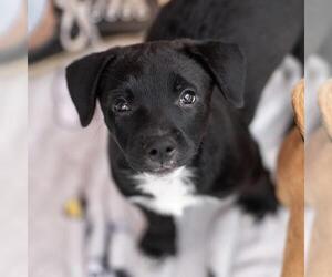 Labrador Retriever-Unknown Mix Dogs for adoption in San Diego, CA, USA