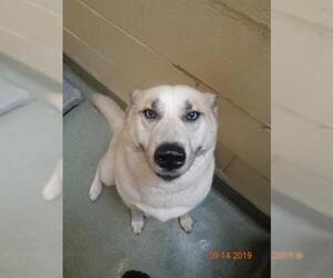 Alusky Dogs for adoption in Lee's Summit, MO, USA