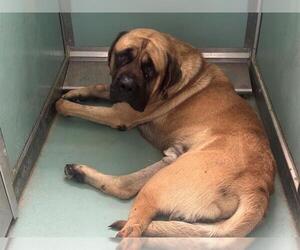 Mastiff Dogs for adoption in Moreno Valley, CA, USA