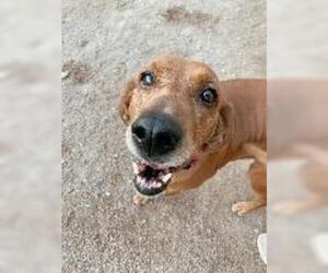 Bloodhound Dogs for adoption in Claremore, OK, USA