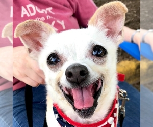 Chihuahua Dogs for adoption in Fairfax, VA, USA