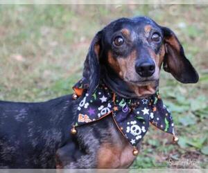 Dachshund Dogs for adoption in Bedford, VA, USA