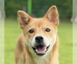 Mutt Dogs for adoption in San Ramon, CA, USA