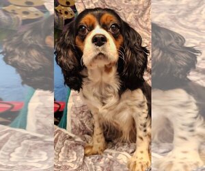 Cavalier King Charles Spaniel Dogs for adoption in Smithfield, PA, USA