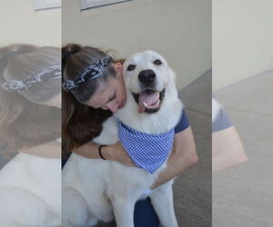 Great Pyrenees-Unknown Mix Dogs for adoption in McKinney, TX, USA