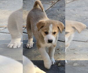 Great Pyrenees-Unknown Mix Dogs for adoption in Alexander, AR, USA