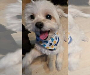 Maltese-Poodle (Toy) Mix Dogs for adoption in San Antonio, TX, USA