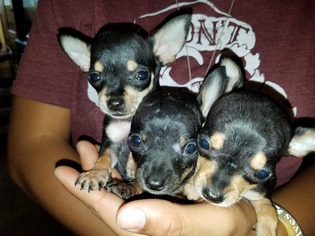 Chihuahua Dogs for adoption in Surprise , AZ, USA