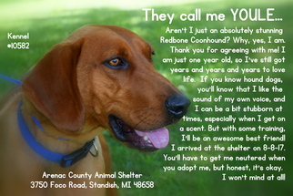 Medium Photo #1 Redbone Coonhound Puppy For Sale in Standish, MI, USA