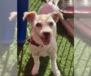 Bedlington Terrier-Poodle (Miniature) Mix Dogs for adoption in Sacramento, CA, USA