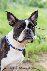Boston Terrier Dogs for adoption in north little rock, AR, USA