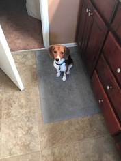 Beagle Dogs for adoption in Bothel, WA, USA