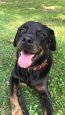 Rottweiler Dogs for adoption in Tonawanda, NY, USA