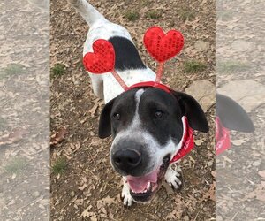 Coonhound-Unknown Mix Dogs for adoption in Heber Springs, AR, USA