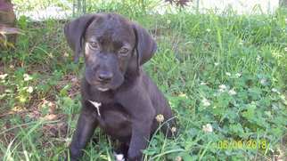 Boxador Dogs for adoption in Crossville, AL, USA