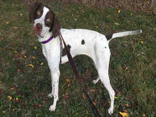 Pointer Dogs for adoption in Urbana, IL, USA
