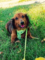 Dachshund Dogs for adoption in Columbia, MD, USA
