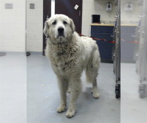Great Pyrenees Dogs for adoption in Fayetteville, NC, USA