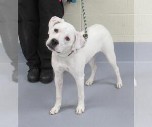 Labrador Retriever-Unknown Mix Dogs for adoption in Louisville, KY, USA