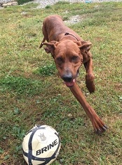 Redbone Coonhound-Unknown Mix Dogs for adoption in Orleans, VT, USA