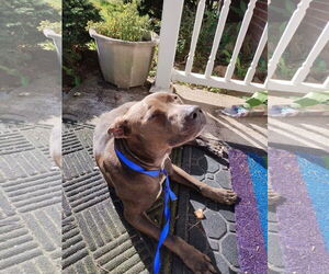 American Pit Bull Terrier Dogs for adoption in Belleville, MI, USA