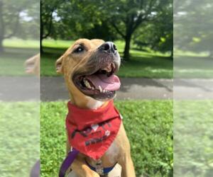 Bullboxer Pit Dogs for adoption in Louisville, KY, USA