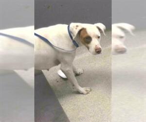 Pointer-Unknown Mix Dogs for adoption in Tallahassee, FL, USA