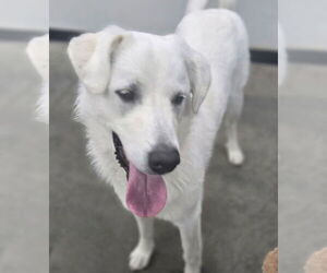 German Shepherd Dog-Great Pyrenees Mix Dogs for adoption in Hamilton, MT, USA