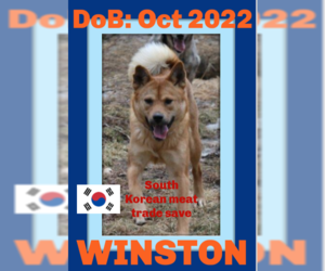 Chow Chow-Unknown Mix Dogs for adoption in Sebec, ME, USA