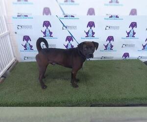 Labrador Retriever-Unknown Mix Dogs for adoption in Orlando, FL, USA