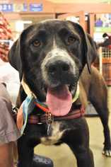 Labrador Retriever Dogs for adoption in Fayette, MO, USA