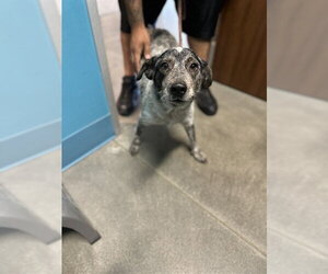 Mutt Dogs for adoption in Houston, TX, USA