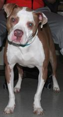 American Pit Bull Terrier Dogs for adoption in Bemidji, MN, USA