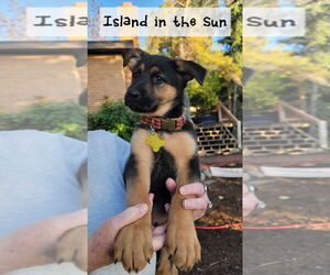 German Shepherd Dog Dogs for adoption in Sandy, UT, USA