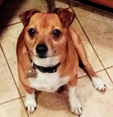 Beagle-Chihuahua Mix Dogs for adoption in Bealeton, VA, USA