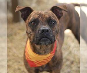 American Staffordshire Terrier-Unknown Mix Dogs for adoption in San Antonio, TX, USA