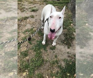 Bull Terrier Dogs for adoption in Pasadena, CA, USA