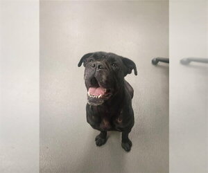 Boxer-Unknown Mix Dogs for adoption in Corpus Christi, TX, USA