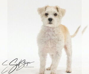 Maltese-Unknown Mix Dogs for adoption in Brooklyn Center, MN, USA