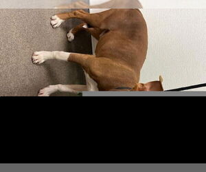 American Bulldog-Unknown Mix Dogs for adoption in HESPERIA, CA, USA