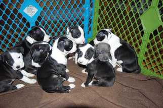 Medium Photo #1 American Pit Bull Terrier Puppy For Sale in Wenonah, NJ, USA