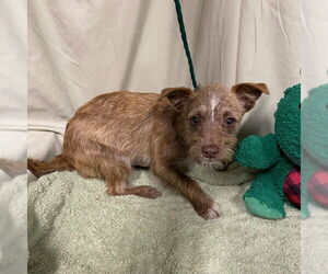 Dachshund Dogs for adoption in Modesto, CA, USA