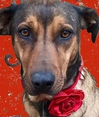 German Shepherd Dog-Rhodesian Ridgeback Mix Dogs for adoption in Memphis, TN, USA