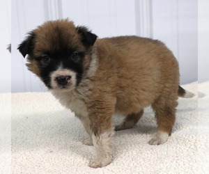 German Shepherd Dog-Saint Bernard Mix Dogs for adoption in Princeton, MN, USA
