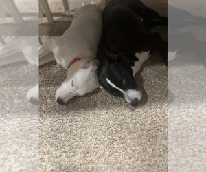 Siberian Husky-Unknown Mix Dogs for adoption in Holly Springs, NC, USA