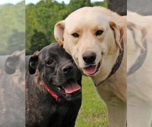 Mastador Dogs for adoption in Eureka Springs, AR, USA