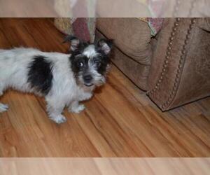 Ratshi Terrier Dogs for adoption in Florence, AL, USA